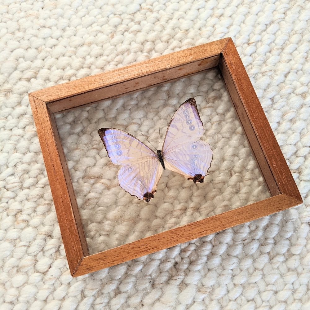 Wood framed taxidermy butterfly